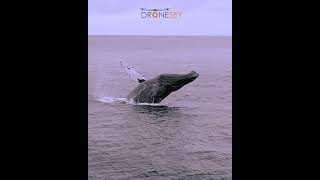Humpback Whale Breaching in Front of the Boat!
