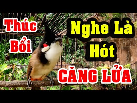 Chào Mào Kích Bổi Lên Lửa!.. Luyện Chào Mào Hót Đấu + Chào Mào Kích Trống Hót Căng Lửa. chào mào đấu