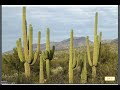 Survival and Adaptations in Deserts
