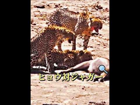 ヒョウとジャガーの違い！ #動物
