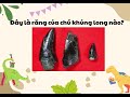 Dinosaur Teeth Identification and Significance