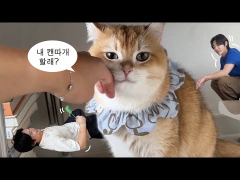 아이돌이 우리 집 고양이 펫시터로 온 썰.. | 신입 집사 '드래곤포니'