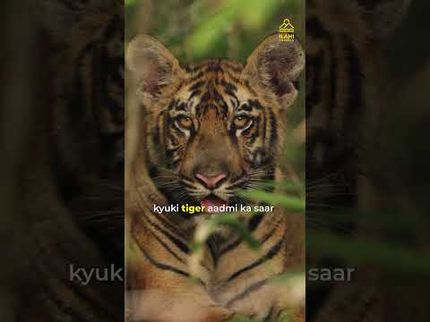 Man killed by a tiger in the forest, head missing....#TigerAttack #wildlife #naturepower
