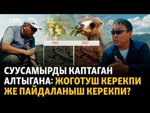 Суусамыр: алтыгананын айласы табылабы?