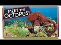 Understanding Octopuses