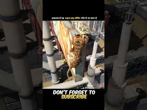Suddenly this tiger enters a shopping mall. Everyone starts running to save their lives! #shorts