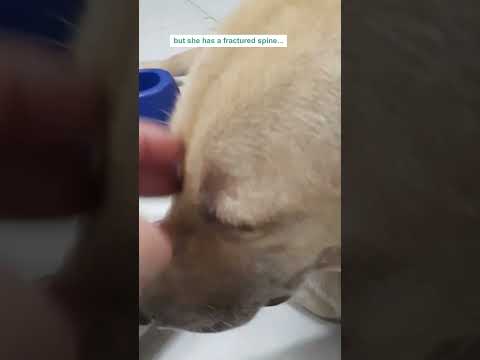 Homeless mama dog paralyzed from a road accident