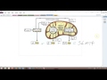 Cellular Respiration and Photosynthesis Concepts