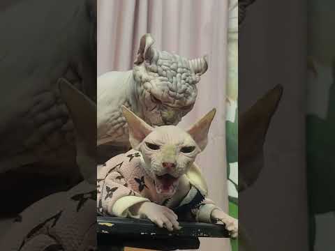 cutest breed of cats that wore like human being#shorts#ytshorts