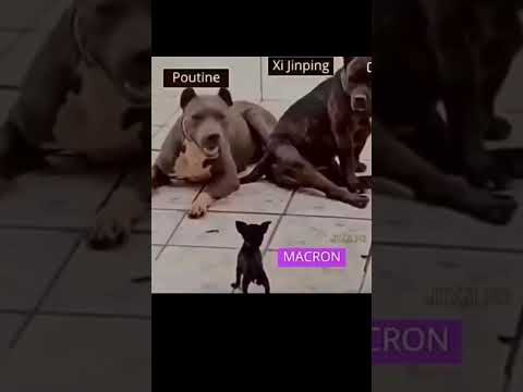 ?Макрон #Путин и Си Цзиньпин глазами самих французов