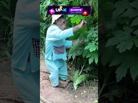 Эта обезьяна гениальнее людей! #рекомендации #шортс #топ #факты