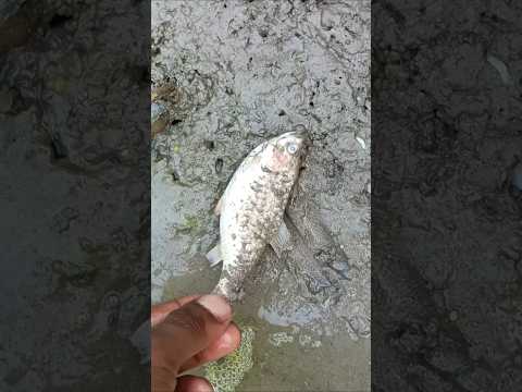 মাছটা ডিমের চাপে পেট ফেটে মারা গেল 😲🐟(164) bengali village fishing video #fish #villagefish #vairal