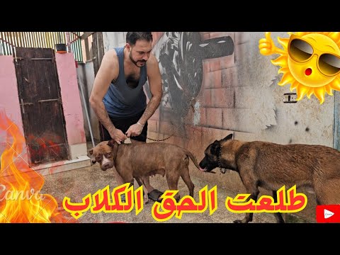 عملت الي عليا لانه يوم حر وخفت الكلاب تروح مني
