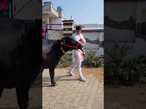 4 दांत का नगीना Jale2 trending haryanvi song  #murrah #cattlefarm#viral