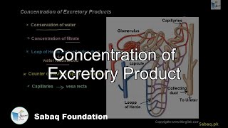 Concentration of Excretory Product