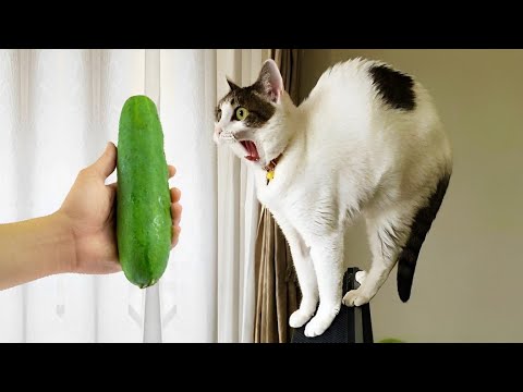 Having a cat will change your life 😅 New funny animals 2024 😂