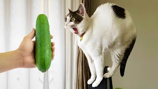 Having a cat will change your life 😅 New funny animals 2024 😂