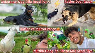 Mitthu Gang Ko Kheto Mai Azad Kiya🦜Rabies Infected Dog N July K Puppy Ko Maar Dea😢Dobermen Dog Mila🐶
