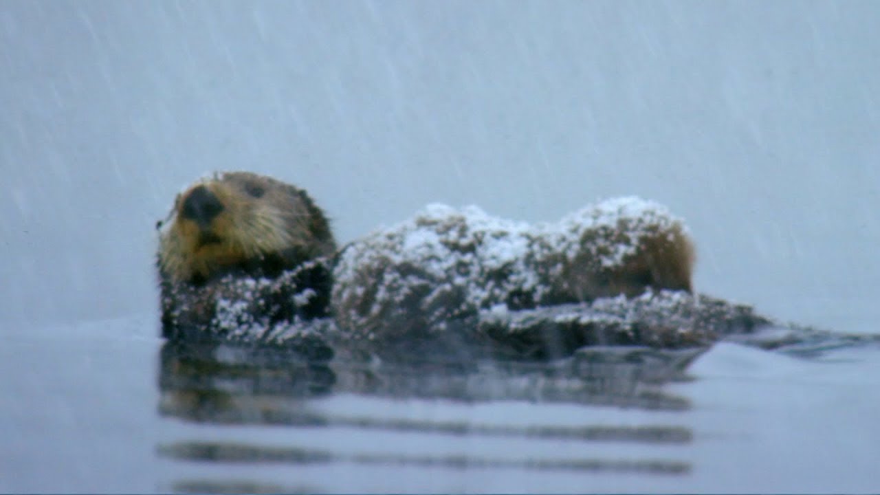 Otter Loses Cub in Freezing Waters Spy In The Snow BBC Earth