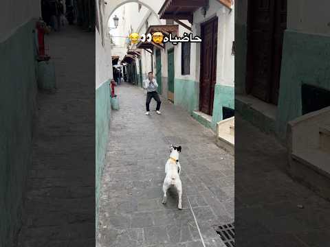 عساسة عليه👀😂 #dog #bulldog #tetouan #اكسبلور #europe #usa #pit #maroc #france #spain