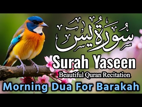 Surah Yasin (Yaseen) || سورہ یس 36 || Surah Yasin Full 7th Time || Morning Dua For Barakah || EP-035