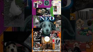 EL BAUL de NEO - DOMINGO 13 DE SEPTIEMBRE en NINA FERIA reel 1.- #mascotas #neo #ferias  #perros