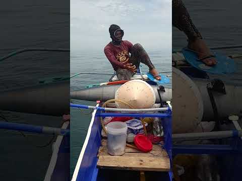 Crazy MONSTER SAILFISH Spearfishing Indonesia Jaw-Dropping #Fishing