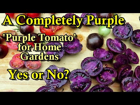 The First Solid All Purple Tomato For Home Gardens: Why, What Does It Do & Do We Need It?