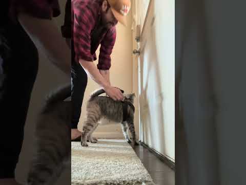 This is everyday✅#cat #kitty #kitten