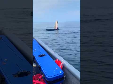Terlihat Seperti Perahu, Tetapi Setelah Dekat Ternyata?#shortvideo#shorts#animals