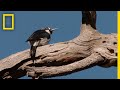 Acorn Woodpecker and Their Unique Banking System