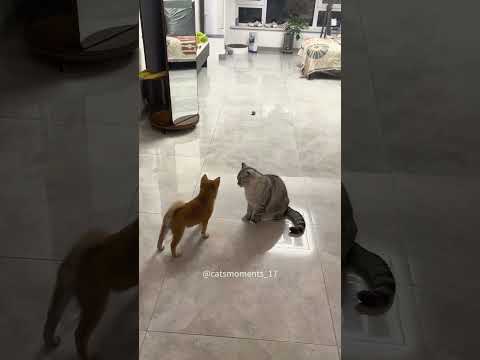 Funny cats#cat #fuunypets #funnyanimals #funny