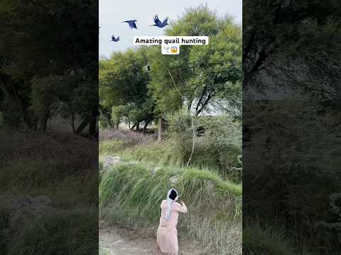 Amazing quail hunting 🕊️😱#hunting #entertainment #farming #birds #animals #shorts #viralshorts