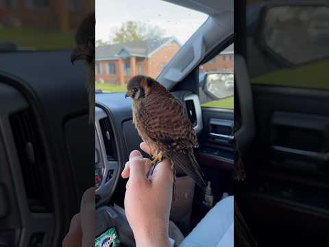 Ready for Churro to finish up the molt and get back in the field chasing starlings! #falconry