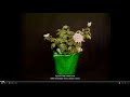 Orchid and Plant Care Knowledge