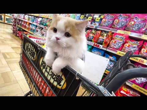 子猫とお買い物に行くとこうなります【スコティッシュフォールド】