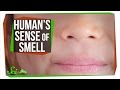 Understanding Human and Animal Senses