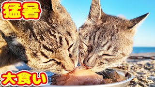 猛暑日にサバトラ猫とキジトラ猫にご飯をあげると・・・ さくらねこへのエサやり ちゅーる 感動猫動画 癒され野良猫動画