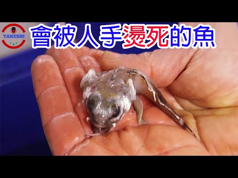 [TOP3]數個近期在南極發現的全新物種 | 被手燙死的魚 | 人類首見黃金企鵝
