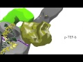 Transcription Process and Factors