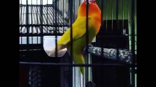 Lovebird Nyeklek Youtube Video Downloader Online Ngekek Gaya Gambar