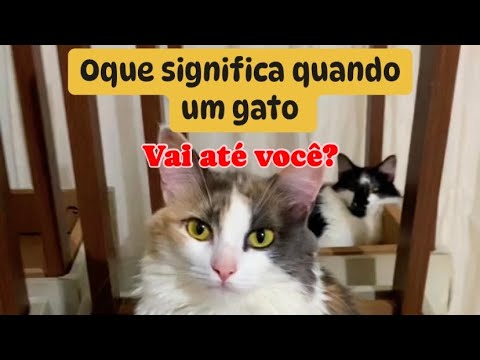 GATO TE SEGUINDO? VEJA O PORQUE ISSO ACONTECE