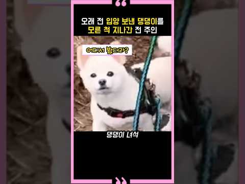 오래 전 입양 보낸 댕댕이를 모른 척 지나간 전 주인