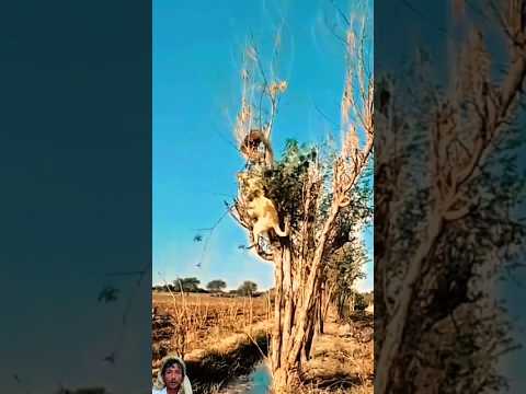 هذ النمس يستحق جائزة رمز البطولة #shorts