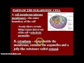 Cell Biology Concepts and Functions
