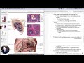 Spleen and Thymus Functions