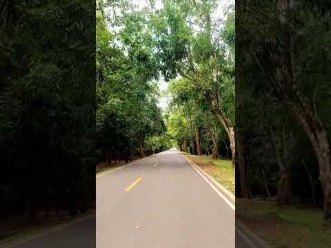 Bayon West Gate is so beautiful. #kksvideos #travel