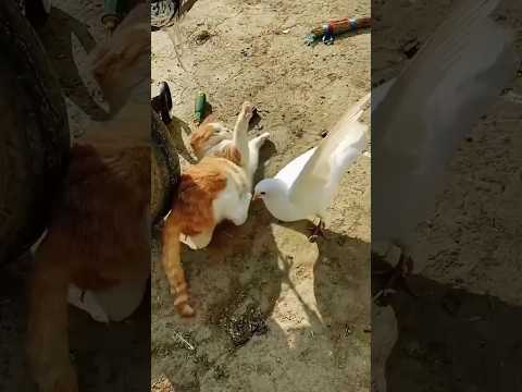 Funny cats and mouse - Funniest animals Videos 😸 #shorts #funny #animals