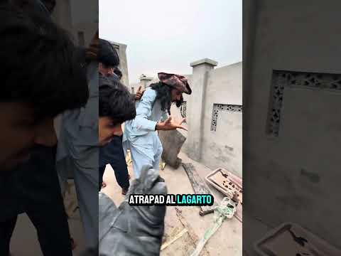 El lagarto grande se comió a los polluelos.