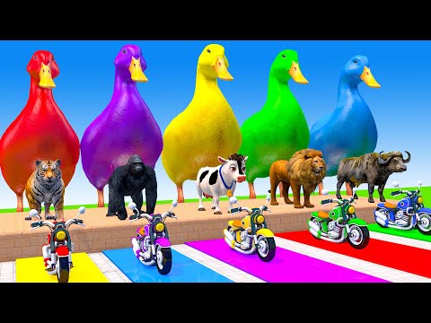 Long Slide Game With Elephant Gorilla Buffalo Hippopotamus Tiger - 3d Animal Game - Funny 3d Animals